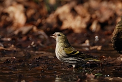 David Plant Photography - Wildlife Photography - Siskin - K
